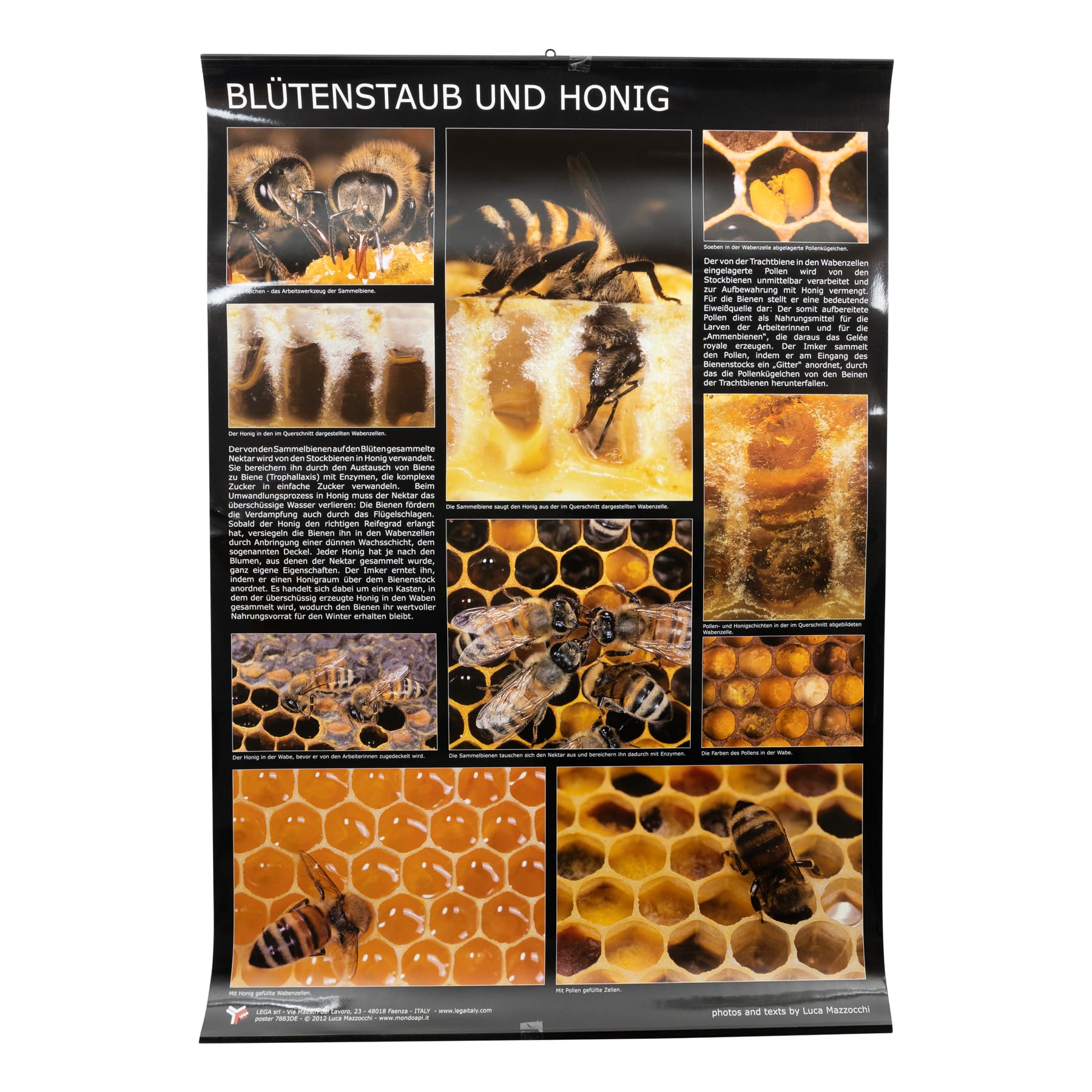 Plakat/Poster Blütenstaub (Pollen) und Honig 60 cm breit 90 cm hoch
