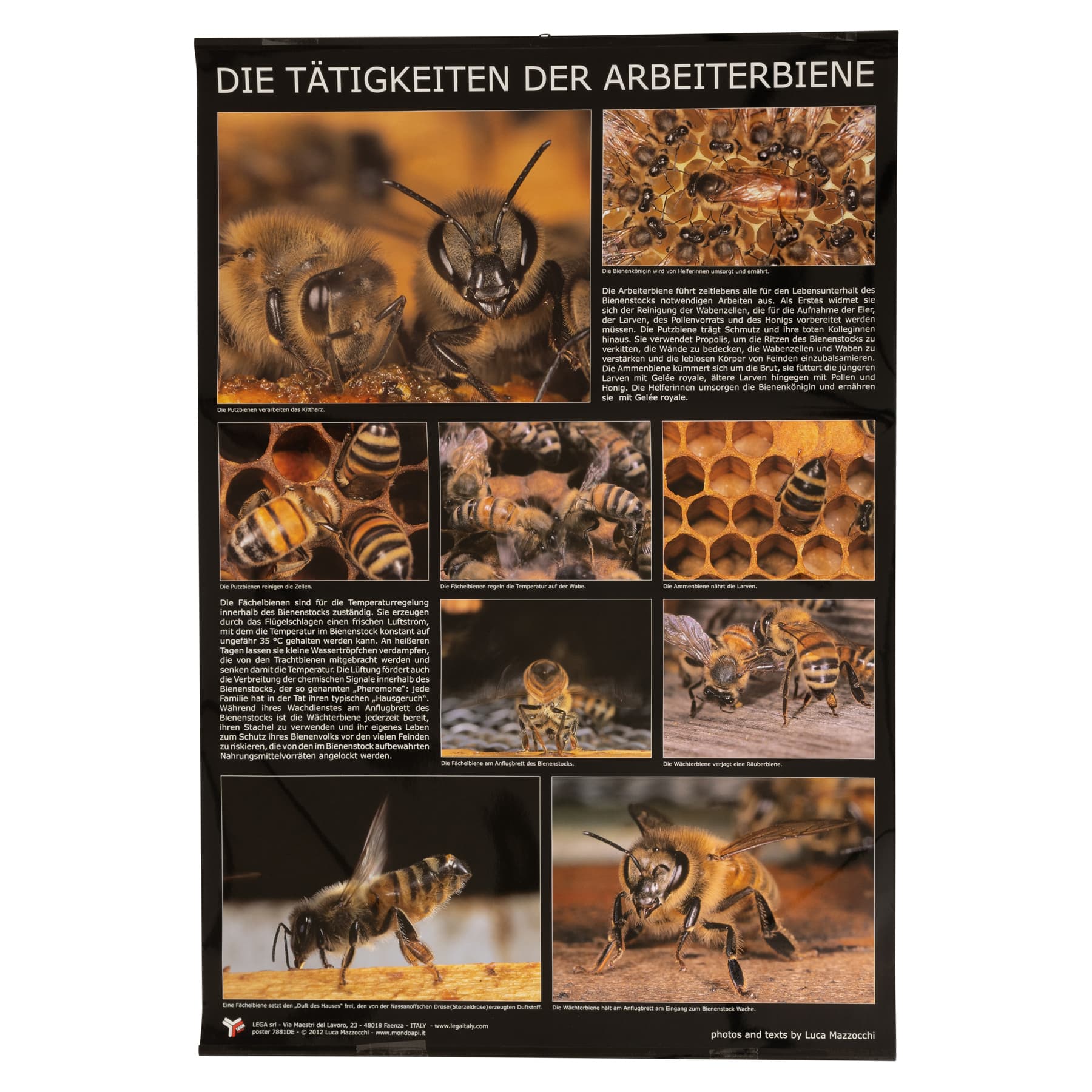Plakat/Poster "Die Tätigkeiten der Arbeiterbiene"  60 cm breit 90 cm hoch
